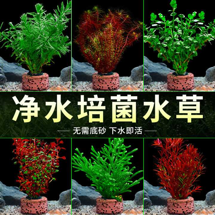 新疆包邮鱼缸水草植物真草造景阴性水榕沉木水草古法养鱼水培绿菊