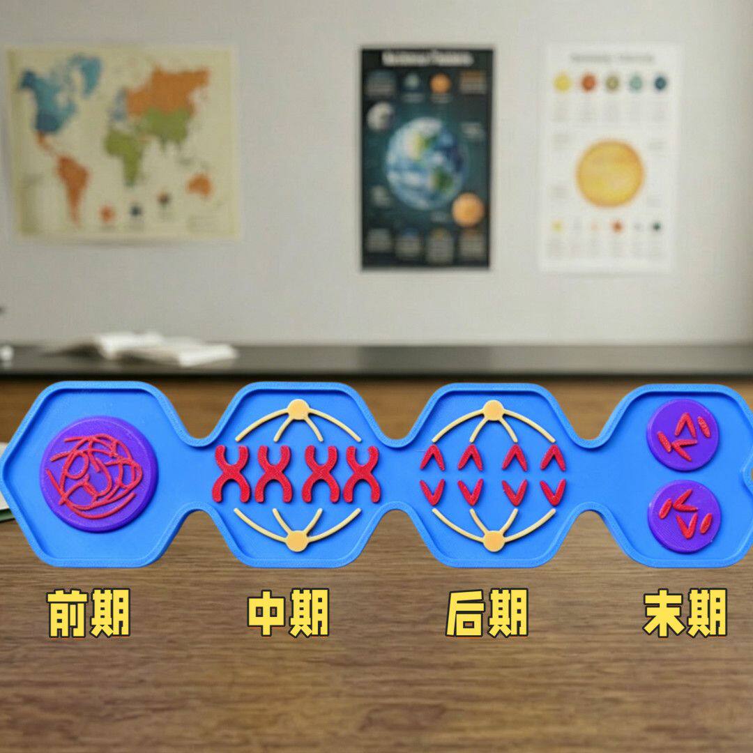 有丝分裂全过程初高中生物染色体减数分裂细胞增殖彩色染色体模型