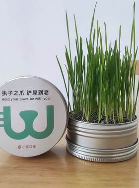 cat grass can lazy people have planted ready to eat potted