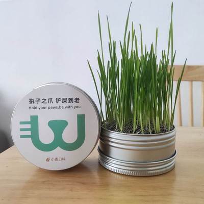 cat grass can lazy people have planted ready to eat potted