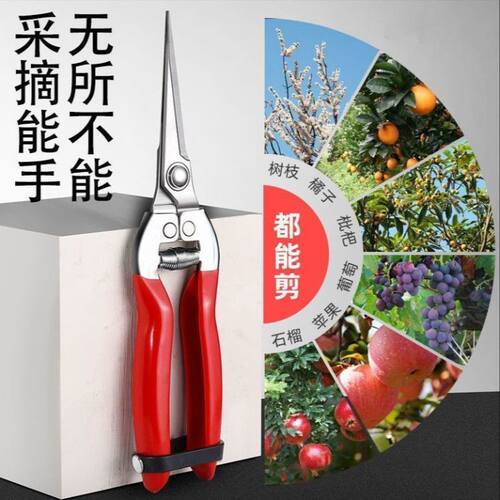 不锈钢加厚日式园艺摘果剪花椒葡萄火龙果修枝采摘专用剪刀