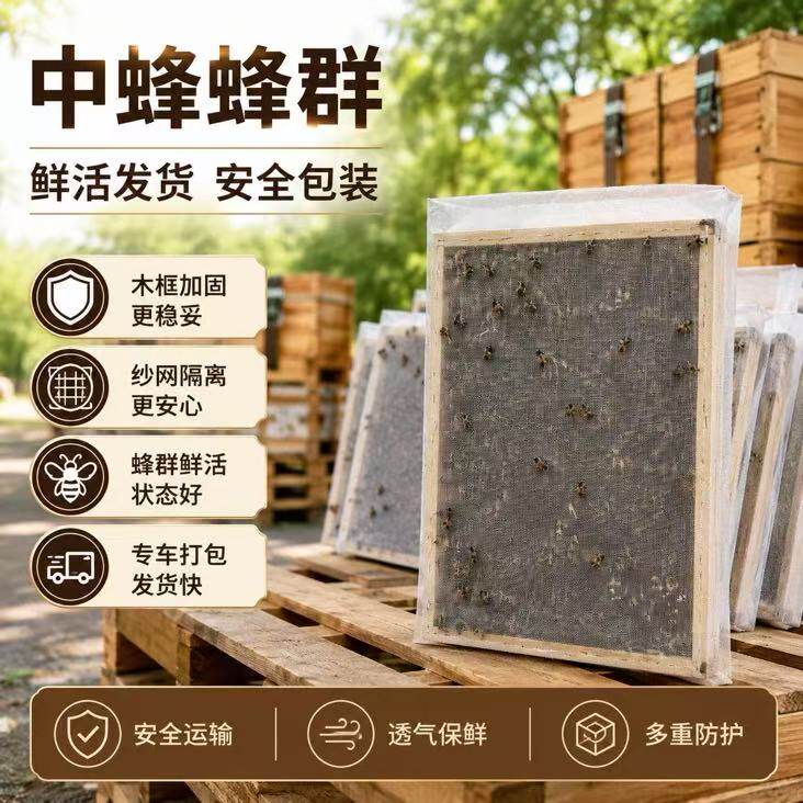 活体蜜蜂群 中蜂蜂群 带王蜜蜂群 阿坝中蜂中华土蜂笼蜂出售包邮