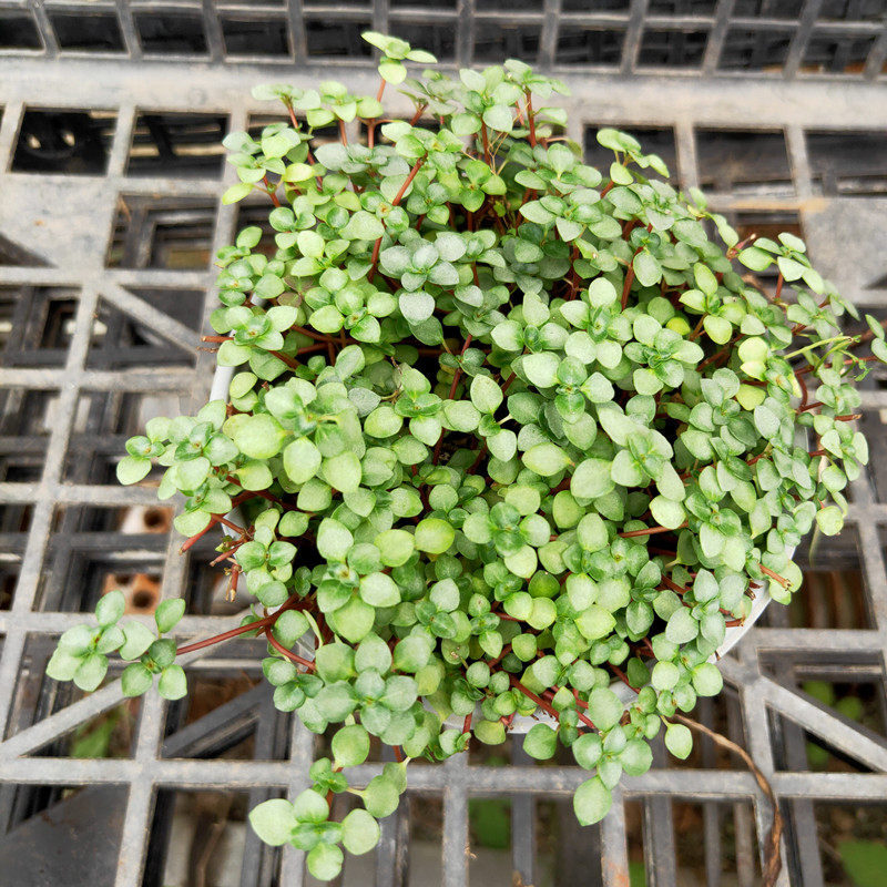 BB草迷你小盆栽匍匐可爱观叶吊兰桌面阳台地栽植物耐热好养颜值高