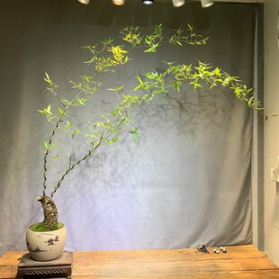 文人小叶簕竹阳台室内外桌面勒竹熟树桩绿植庭院花园盆景茶馆盆栽
