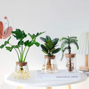 水培植物办公室桌面小盆栽水养室内春羽罗汉松绿萝绿植净化空气