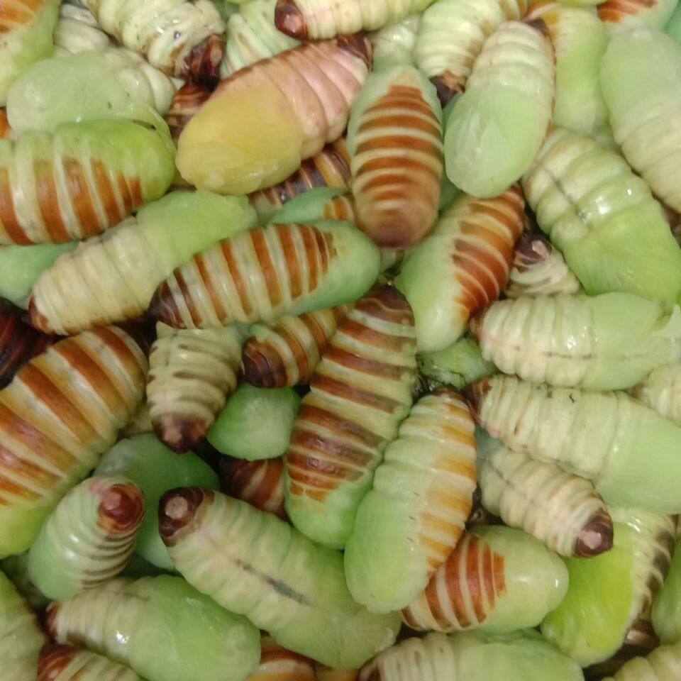 嫩茧蛹神仙蛹茧蛹绿色茧蛹薄皮柞蚕蛹冻神仙小神仙蝉蛹青蚕虫