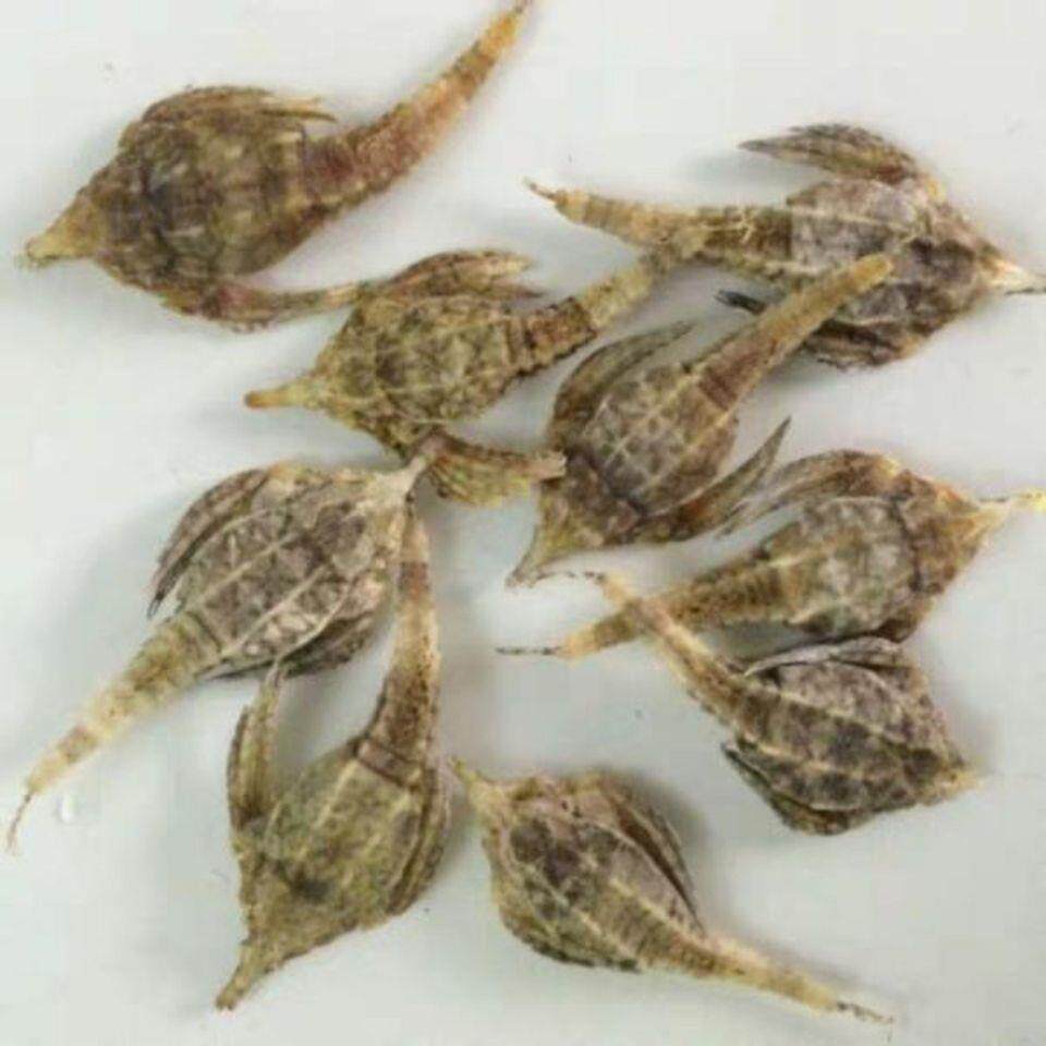 北海大海燕海产海麻雀干货泡酒料中药炖汤药材可搭配海龙泡酒