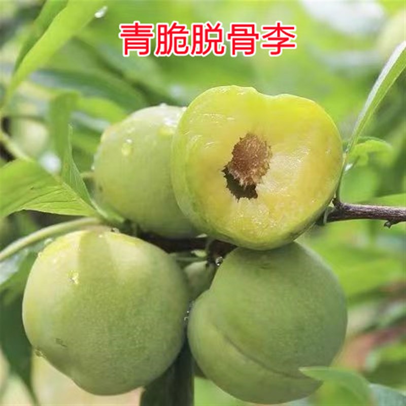 正宗蜂糖李子树苗贵州脱r骨李子树苗早熟南方北方地栽盆栽当年结