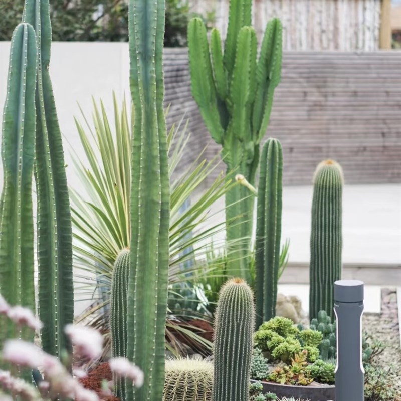 网红仙人掌盆栽景观植物庭院阳台花池植物造景可露养多肉仙人球