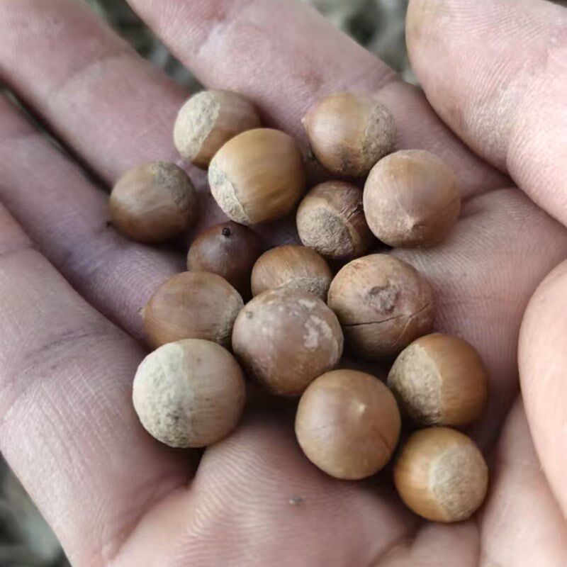 苦槠甜槠米槠圆锥农产品加工设备中草药材壳斗科