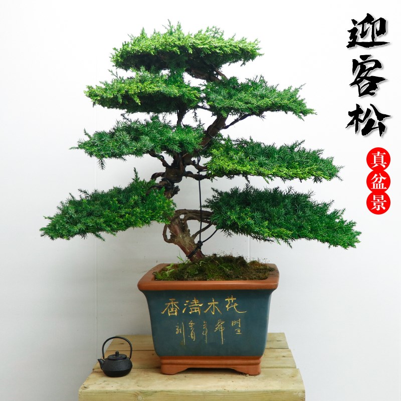 迎客松盆景e真树玄关室内客厅办公桌面摆件四季常青植物盆栽罗汉