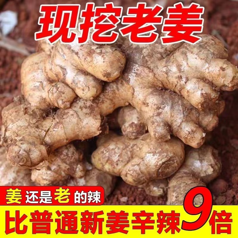 【姜农自销】2025正宗云南小黄姜新鲜姜风干小黄姜土姜月子姜老姜
