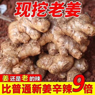 【姜农自销】2025正宗云南小黄姜新鲜姜风干小黄姜土姜月子姜老姜