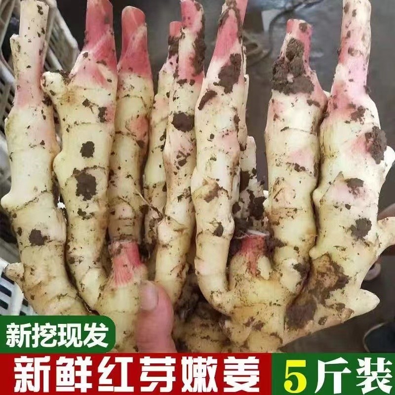 【地头价】2025年现挖现发红芽嫩姜仔姜子姜姜芽生姜糖醋泡姜嫩姜