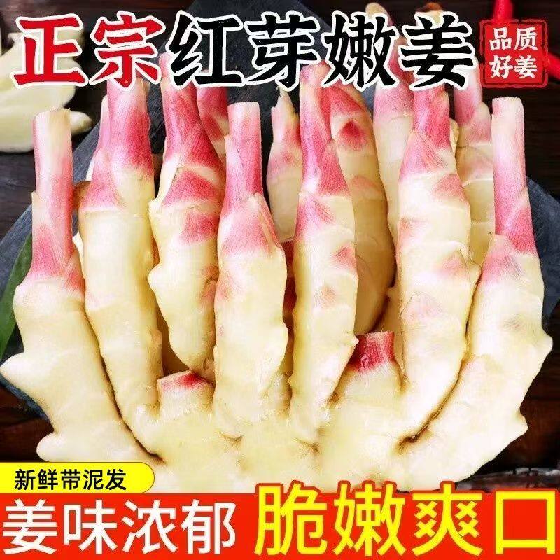 新鲜嫩姜红芽姜仔姜农家自种子姜黄姜鲜姜腌制生姜当季批发蔬菜图片