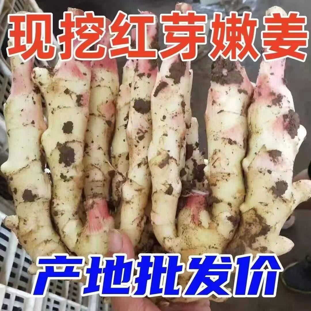 正宗新鲜食用嫩姜芽特级嫩红芽子姜仔姜现挖当季紫姜腌制开胃生姜