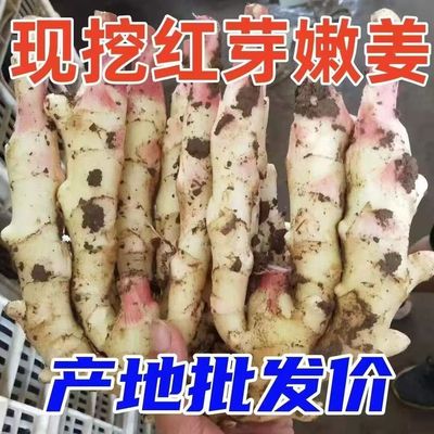 正宗新鲜食用嫩姜芽特级嫩红芽子姜仔姜现挖当季紫姜腌制开胃生姜
