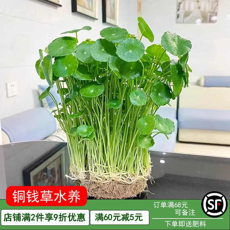 铜钱草水培植物办公室桌面盆栽大叶金钱草花卉净化空气绿植