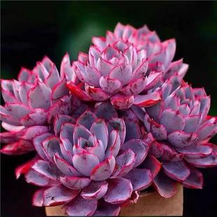 多肉植物晚霞多头群生老桩赫拉紫色薄叶小盆栽桌面阳台室内花卉