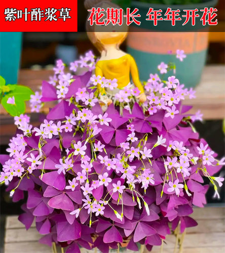 紫叶酢浆草种球盆栽花苗老桩带花炸酱草红三叶酢浆草种籽种球植物