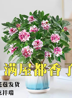 金边瑞香花卉盆栽浓香型带花苞植物室内老桩适合秋冬养耐寒年宵花