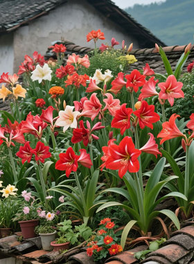 朱顶红大种球盆栽对子莲红花土朱顶红国产室内四季易成活种植花卉