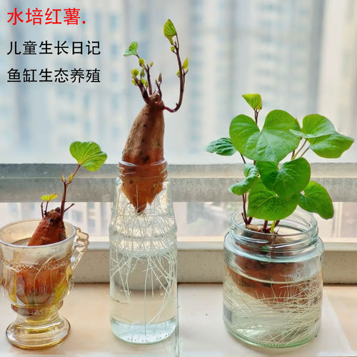 水培植物儿童科学观察植物生长根系水培红薯萝卜发芽鱼缸生态净水
