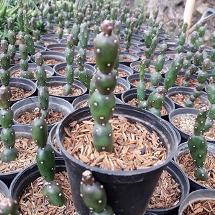 小土人团扇仙人掌无刺仙人球办公室内绿植耐旱好养易活多肉植物