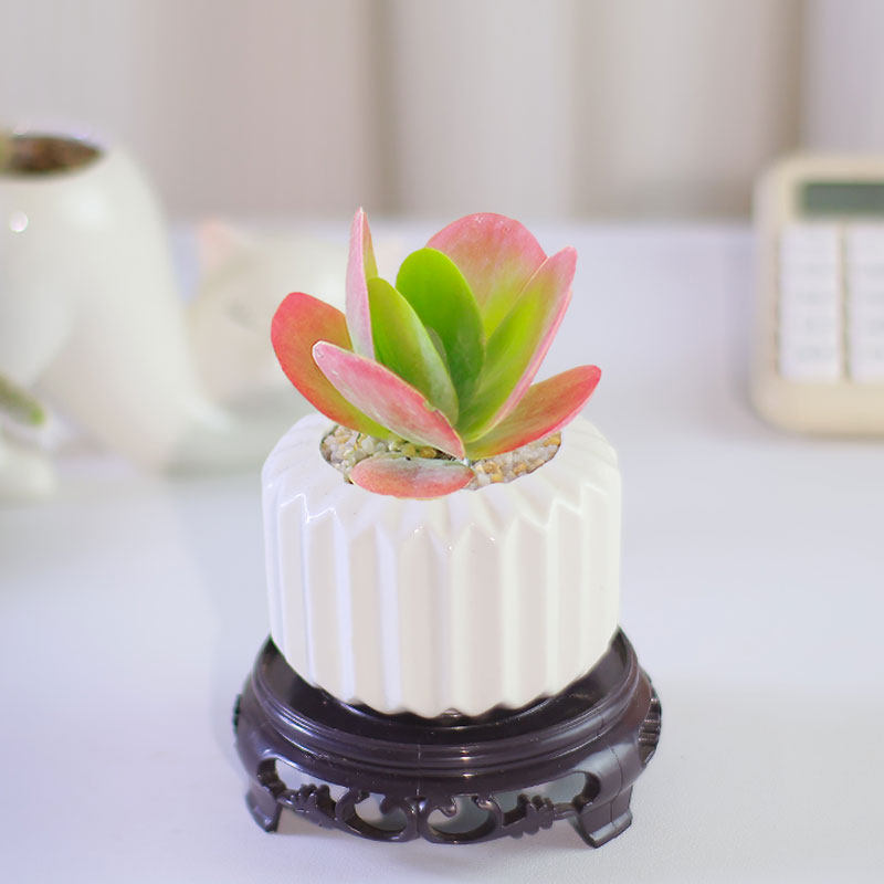 唐印锦多肉植物办公室桌面创意花卉肉肉绿植盆栽组合耐旱好养,鲜花速递/花卉仿真/绿植园艺,多肉植物,淘宝优惠券,粉丝福利购,淘宝优惠卷