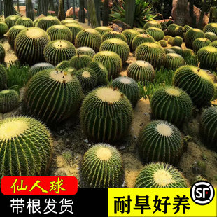 金虎仙人球类金琥室内桌面大号仙人掌带刺防小人精品多肉耐旱植物