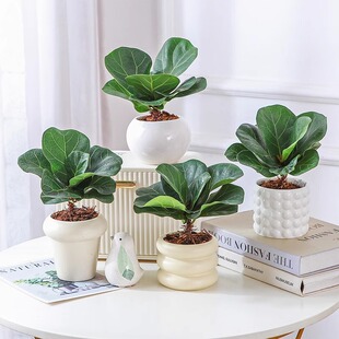 琴叶榕小盆栽室内绿植四季易活水培植物办公室净化空气耐阴花卉