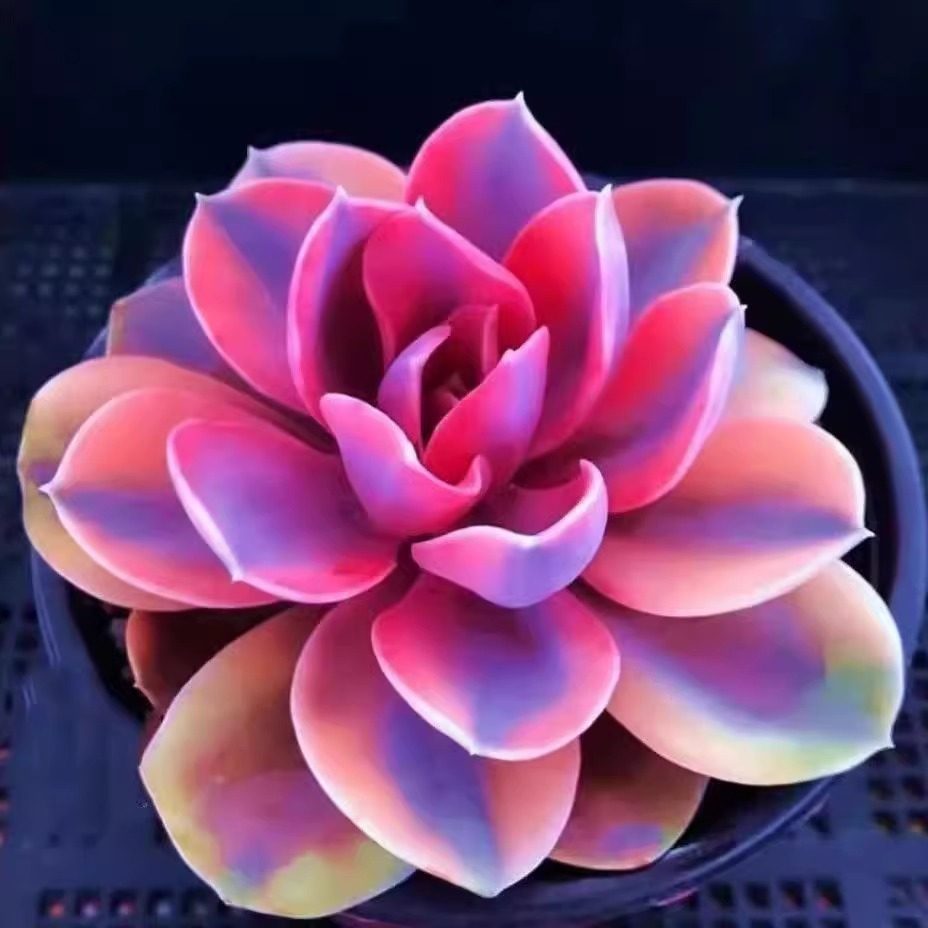 进口彩虹多肉植物开花红太阳精品朱紫玉新手好养室内绿植花卉盆栽