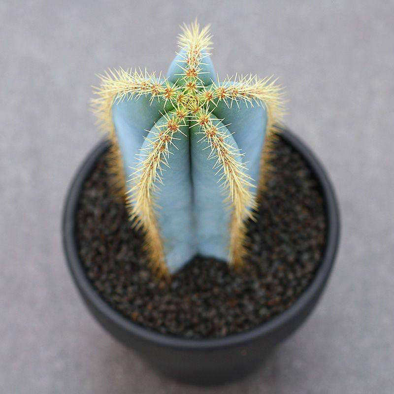 稀有金青阁仙人柱超大创意沙生植物 北欧ins室内好养活蓝色仙人球
