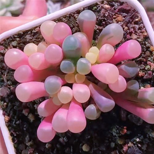 彩色粉五十铃玉锦多肉植物