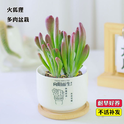 火狐狸多肉植物老桩室内阳台巨大大颗好养多肉稀有贵货绿植小盆栽