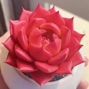 红颜蜜语多肉植物口红骑士罗宾乌木系列好养活阳台桌面小盆栽花卉