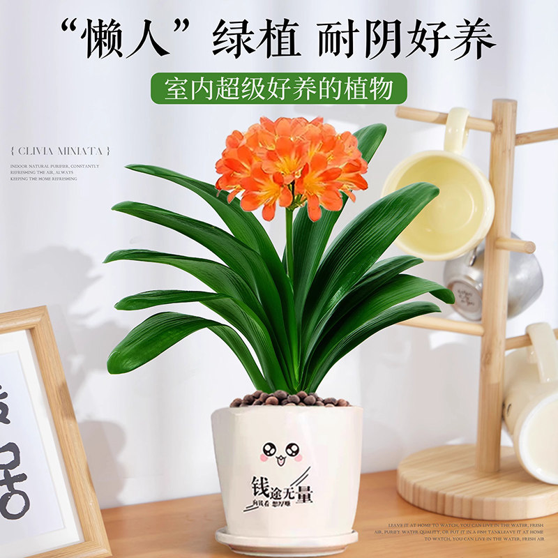 精品君子兰盆栽花苗植物办公室内客厅高品质名贵花卉绿植四季好养