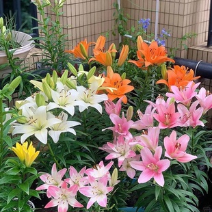香水百合种球绿植盆栽花卉阳台庭院好养易活种植亚洲多头百合根球