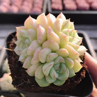 白天鹅多头群生多肉植物女王麦秆月影类新品稀有小贵货室内小盆栽