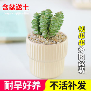 钱串子多肉植物盆栽招财高端精品办公室多头群生盆景网红观叶绿植