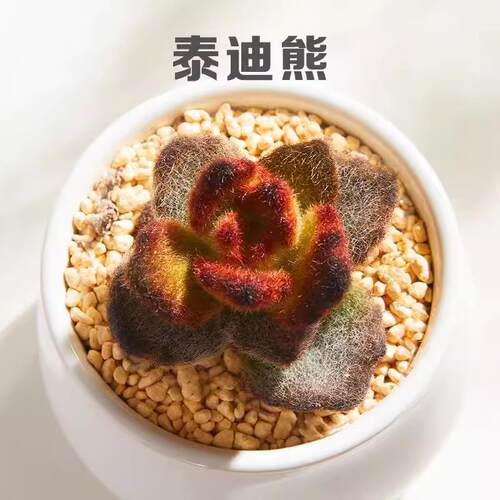 泰迪熊群生多头肉植物组合