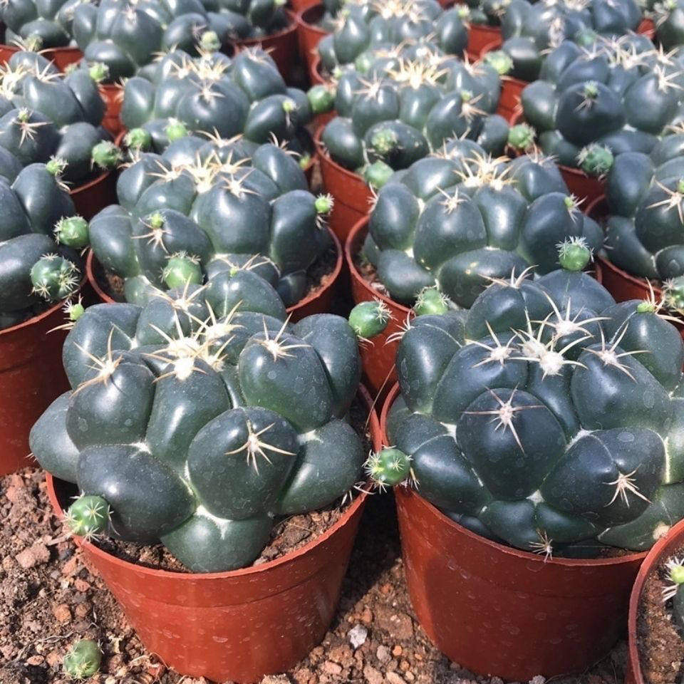 巨象仙人球 开粉色花 办公室内阳台肉肉防辐射美观多肉植物盆栽,鲜花速递/花卉仿真/绿植园艺,多肉植物,淘宝优惠券,粉丝福利购,淘宝优惠卷