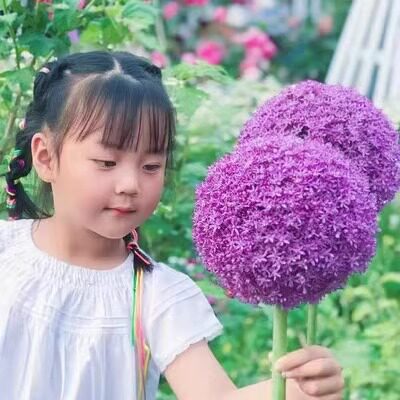 进口大花葱种球大使特大花