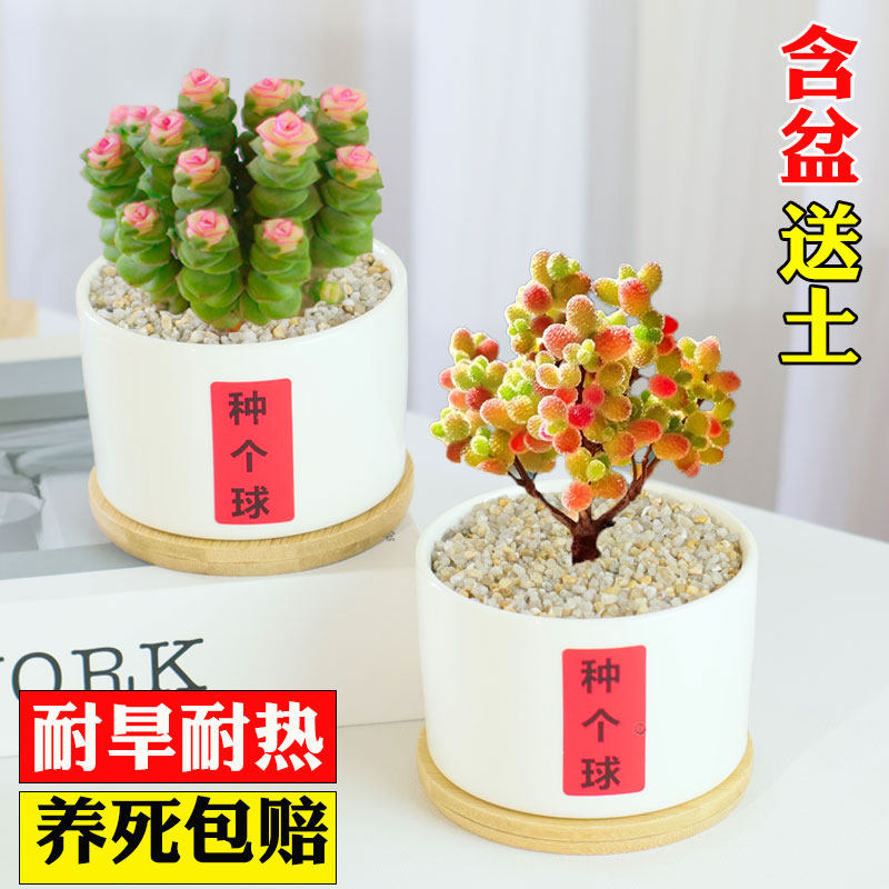 蜜桔糖球多肉植物室内盆栽密叶枝干番杏名贵花卉办公阳台高端稀有,鲜花速递/花卉仿真/绿植园艺,多肉植物,淘宝优惠券,粉丝福利购,淘宝优惠卷