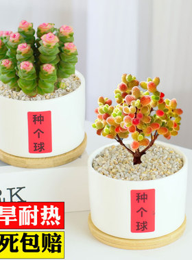 蜜桔糖球多肉植物室内盆栽密叶枝干番杏名贵花卉办公阳台高端稀有