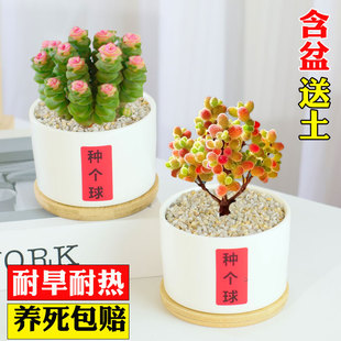 蜜桔糖球多肉植物室内盆栽密叶枝干番杏名贵花卉办公阳台高端稀有