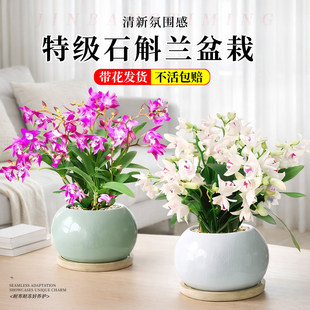 香水紫云泼墨石斛兰盆栽带花好养花卉兰花办公室内桌面绿植年宵花