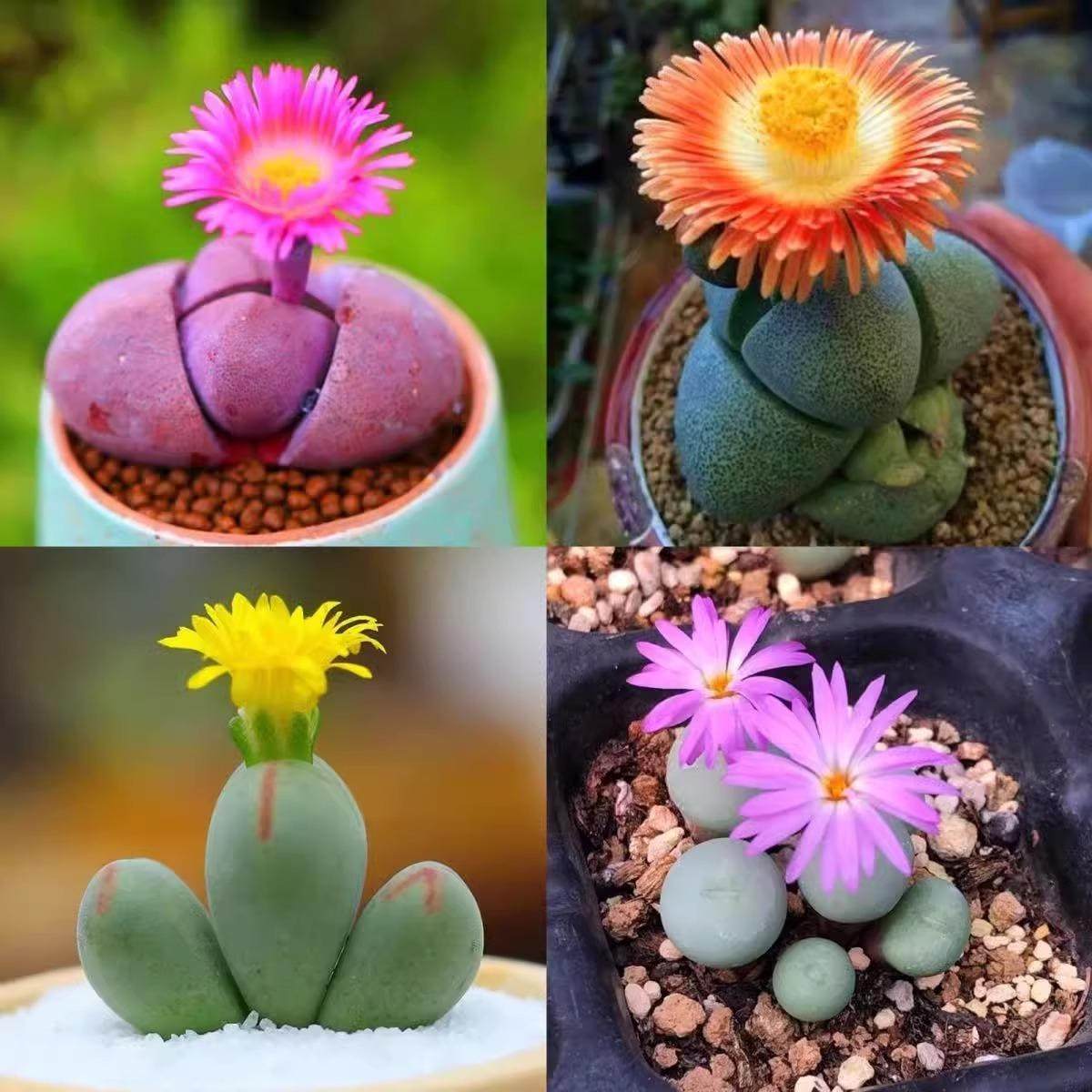 紫元宝帝玉多肉麻脸小锤碧玉口笛肉锥办公室肉肉花卉绿植耐旱好养,鲜花速递/花卉仿真/绿植园艺,多肉植物,淘宝优惠券,粉丝福利购,淘宝优惠卷