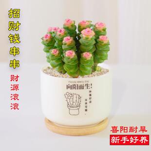 彩色钱串子盆栽带盆多肉植物室内阳台花卉人财两旺钱串吸财金钱树