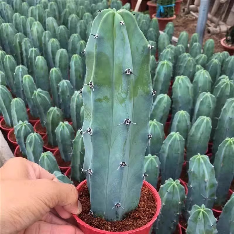 仙人掌龙神木仙人柱量天尺客厅大型植物多肉植物绿植盆栽招财棍